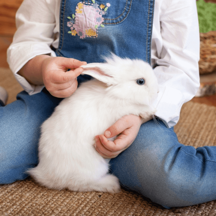 resources- rabbit care